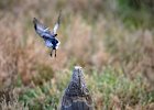 Witte kwikstaart (White wagtail) Motacilla alba - Kharkhorin 16-08-2016 (7)
